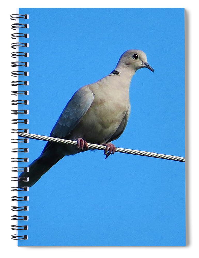 Eurasian Collared Dove Spiral Notebook featuring the photograph Eurasian collared dove by Jean Evans