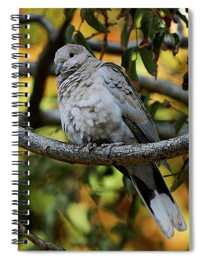 Standing Spiral Notebook featuring the photograph Eurasian Collared Dove by Pablo Avanzini