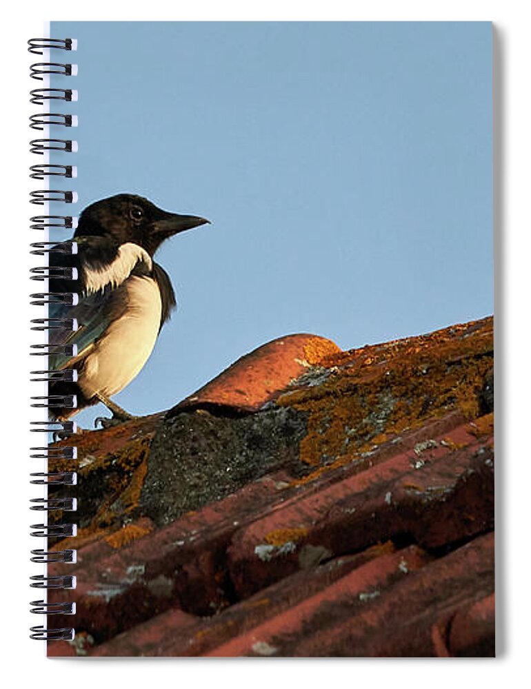Colorful Spiral Notebook featuring the photograph Eurasian Magpie Pica Pica on Tiled Roof by Pablo Avanzini