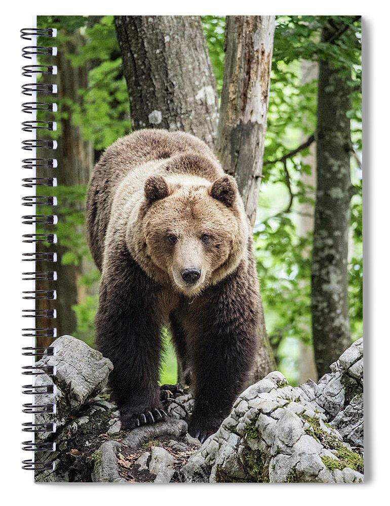 European Brown Bear Alpha Male In Karst Forest, Slovenia Spiral