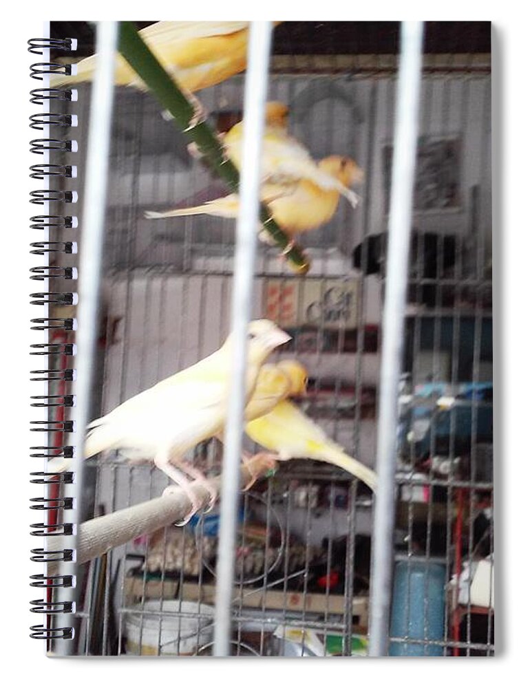  Spiral Notebook featuring the photograph european canaries, Manizales, Colombia by Nestor Cardona Cardona