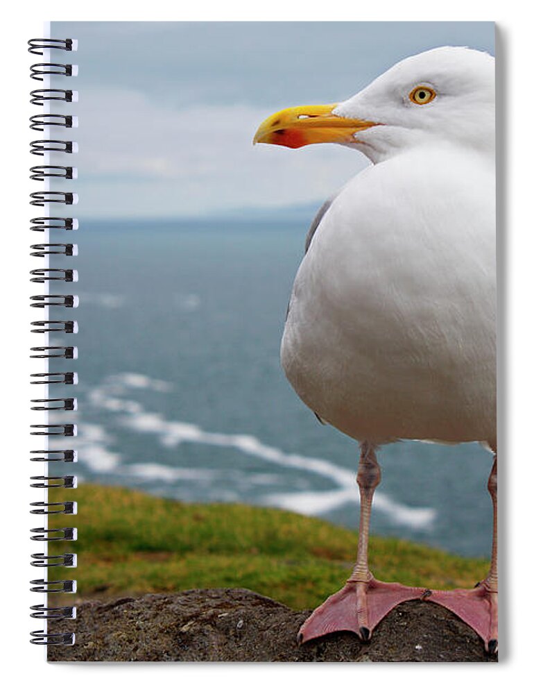 Scenics Spiral Notebook featuring the photograph European Herring Gull Larus Argentatus by Trish Punch / Design Pics