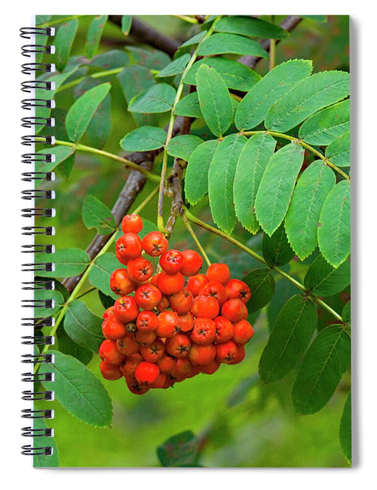 Allegheny Plateau Spiral Notebook featuring the photograph European Mountain Ash by Michael Gadomski