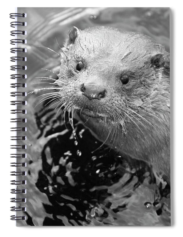 Ambleside Spiral Notebook featuring the photograph European Otter by Science Photo Library