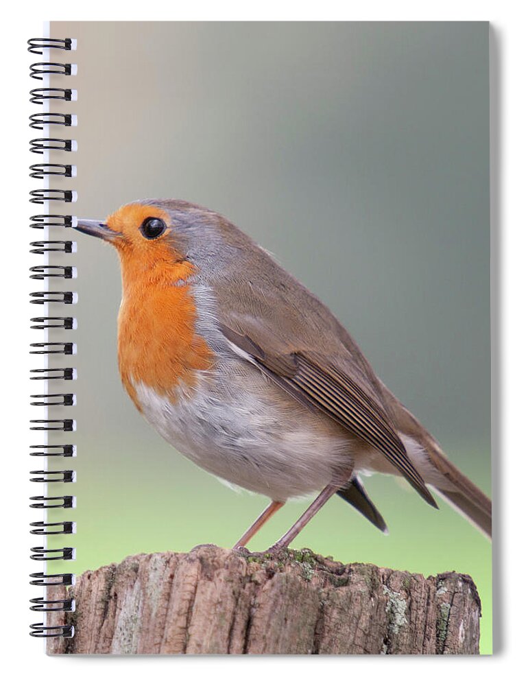 Vertebrate Spiral Notebook featuring the photograph European Robin by By Mediotuerto