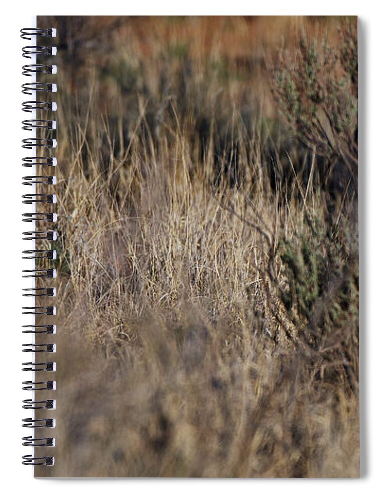 Desert Rabbit Spiral Notebook featuring the photograph Evasion by Robert WK Clark