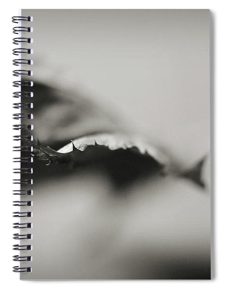 Abstract Spiral Notebook featuring the photograph Extend by Michelle Wermuth