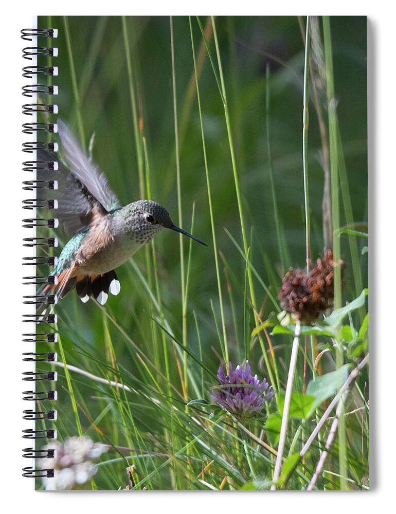 Rufous Spiral Notebook featuring the photograph Eye on the Prize by Patrick Nowotny