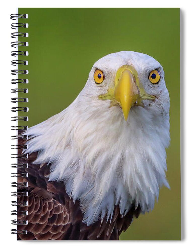 Eagle.bald Eagle Spiral Notebook featuring the photograph Face to Face Eagle by Tom Claud