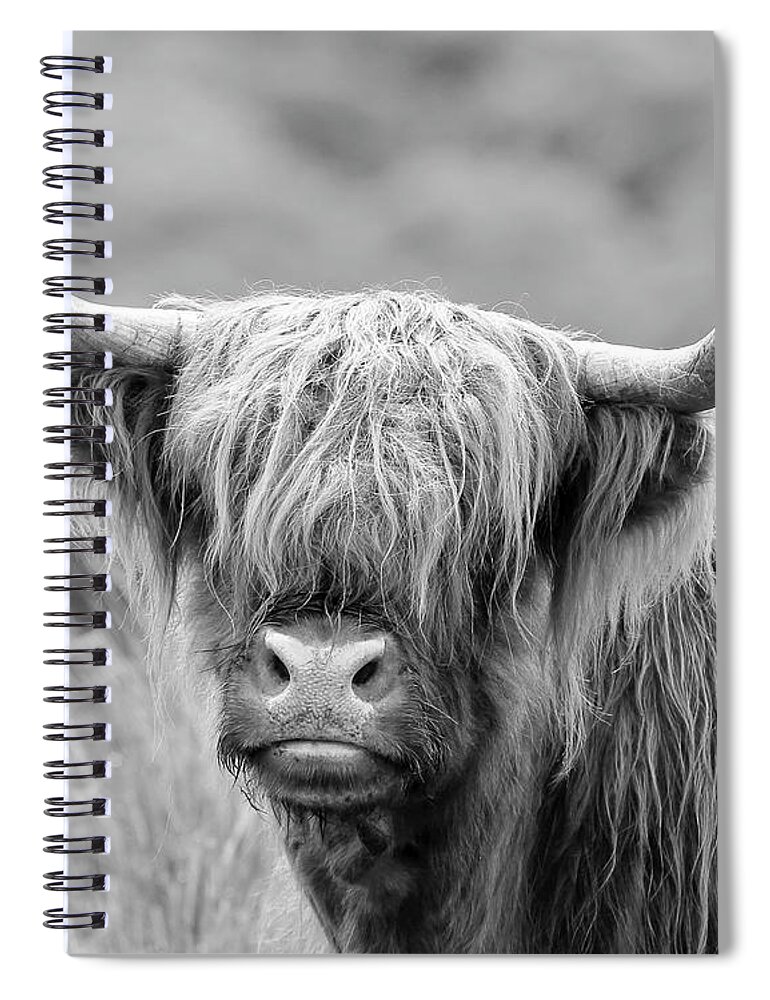 Highland Cow Spiral Notebook featuring the photograph Face-to-face with a Highland Cow - monochrome by Maria Gaellman