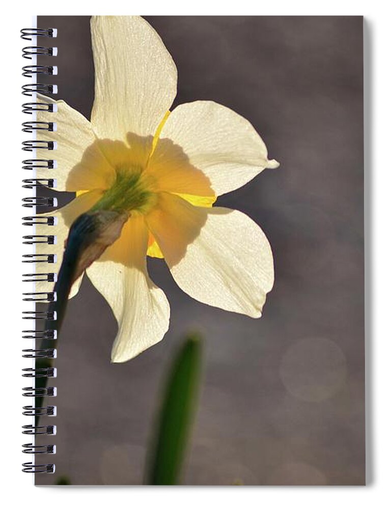 Flower Spiral Notebook featuring the photograph Facing the Sun by Lisa Burbach