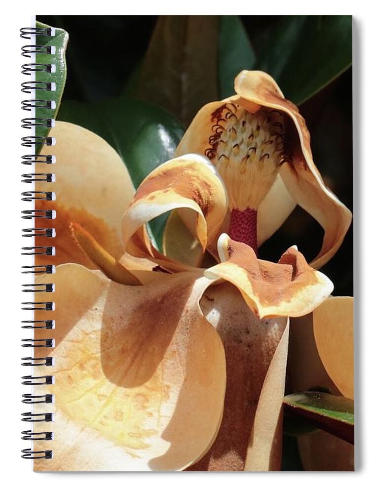 Magnolia Spiral Notebook featuring the photograph Fading Magnolia Beauty by Carol Groenen