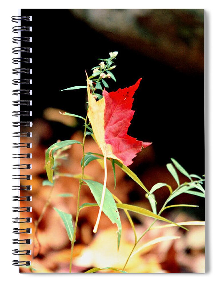 Fall Leaf Spiral Notebook featuring the photograph Fall Leaf by Mike McBrayer