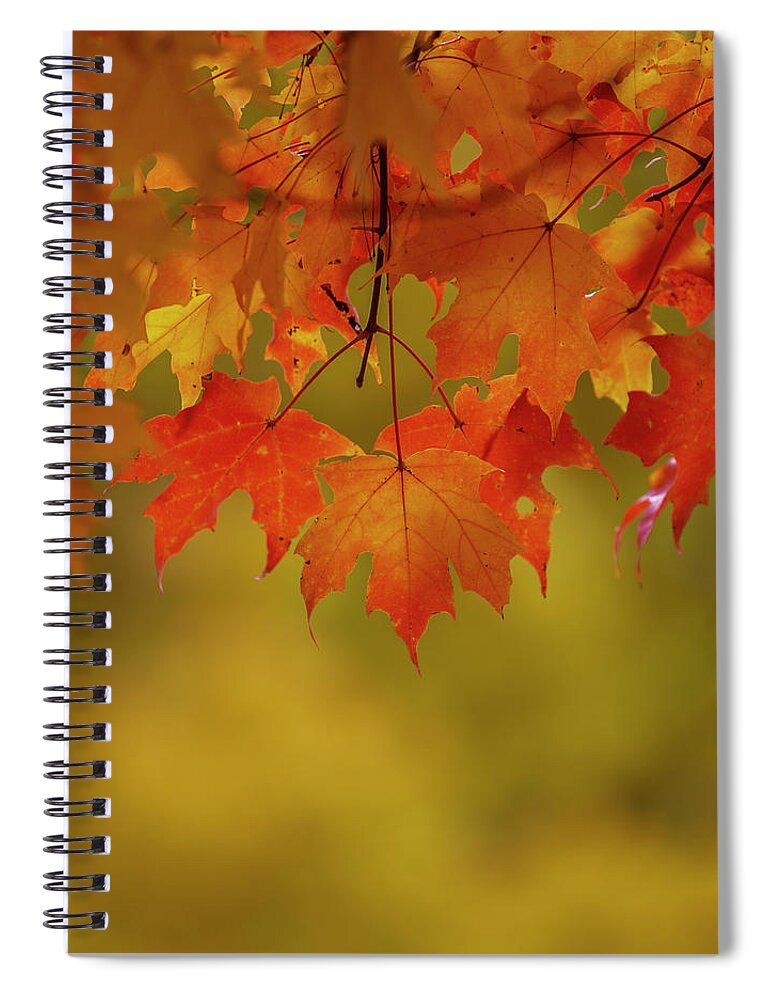 New England Spiral Notebook featuring the photograph Fall Leaves by Rob Davies