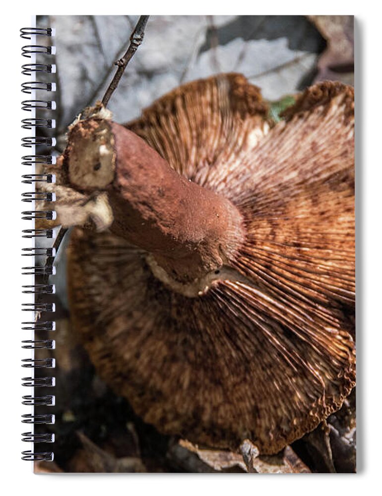 Fall Spiral Notebook featuring the photograph Fall Mushroom by Alan Goldberg