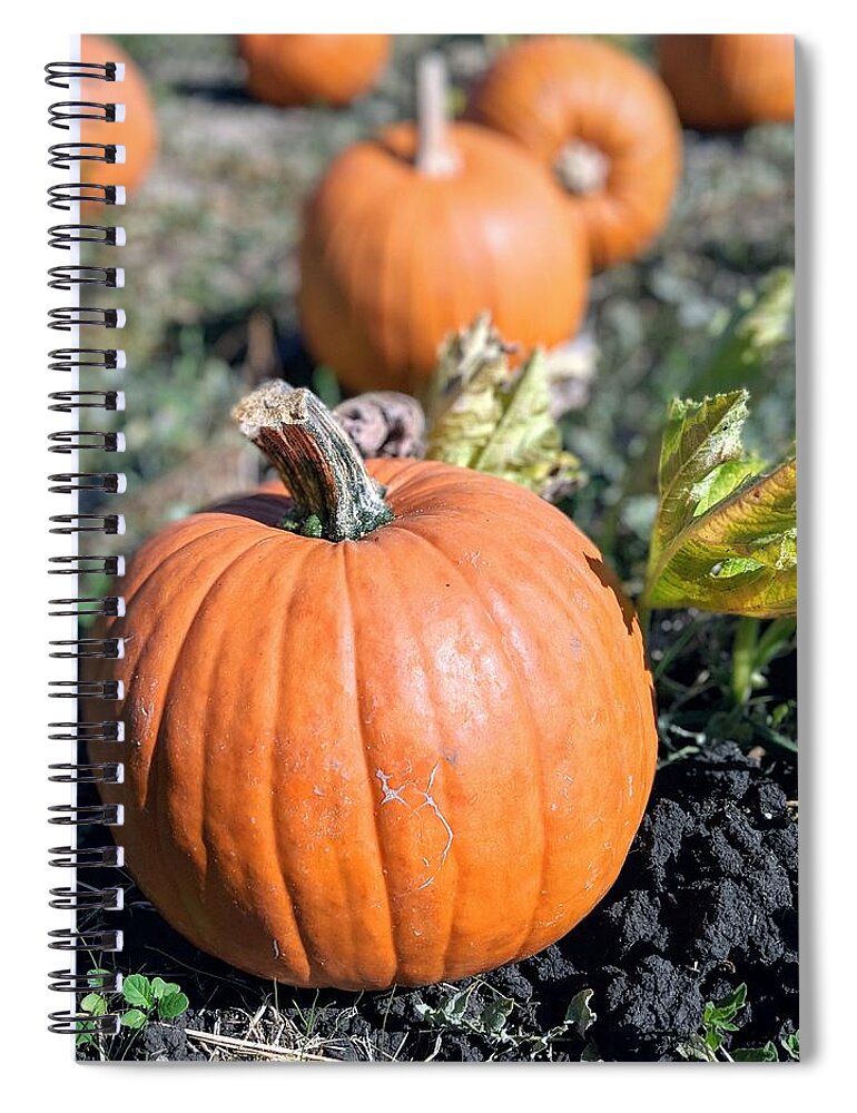 Pumpkin Spiral Notebook featuring the photograph Fall Pumpkins by Jeff Floyd CA