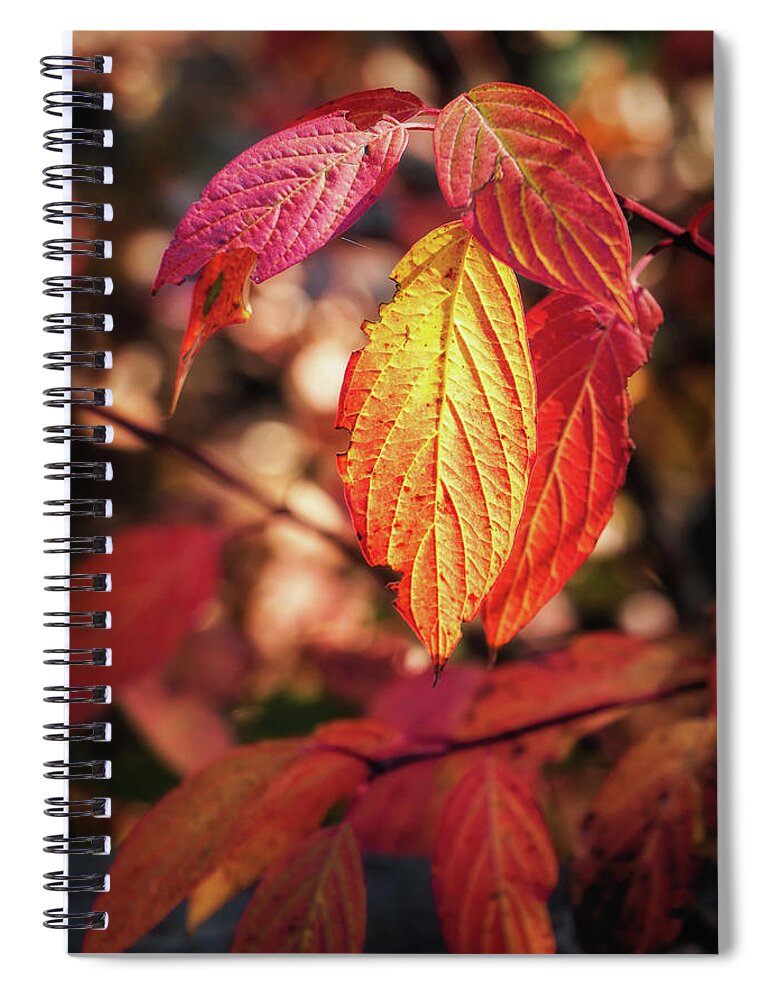 Leaves Spiral Notebook featuring the photograph Fall Time Is Here by Elaine Malott