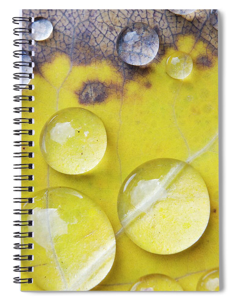 Desaturated Spiral Notebook featuring the photograph Fall Yellow And Brown Leaf Abstract by Jsteck