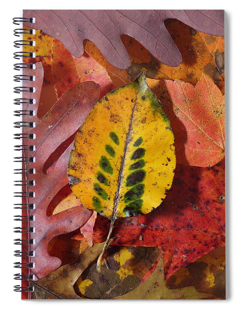 Leaves Spiral Notebook featuring the photograph Fallen Leaves by Daniel Reed