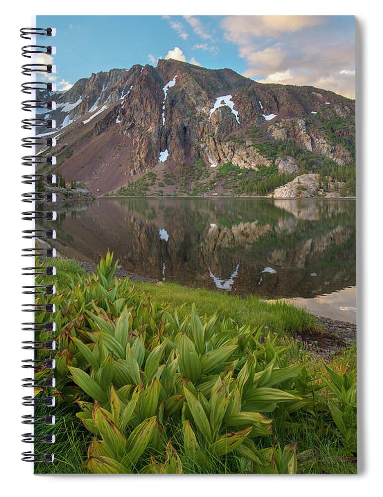 00574848 Spiral Notebook featuring the photograph False Hellebore Ellery Lake, Inyo by Tim Fitzharris