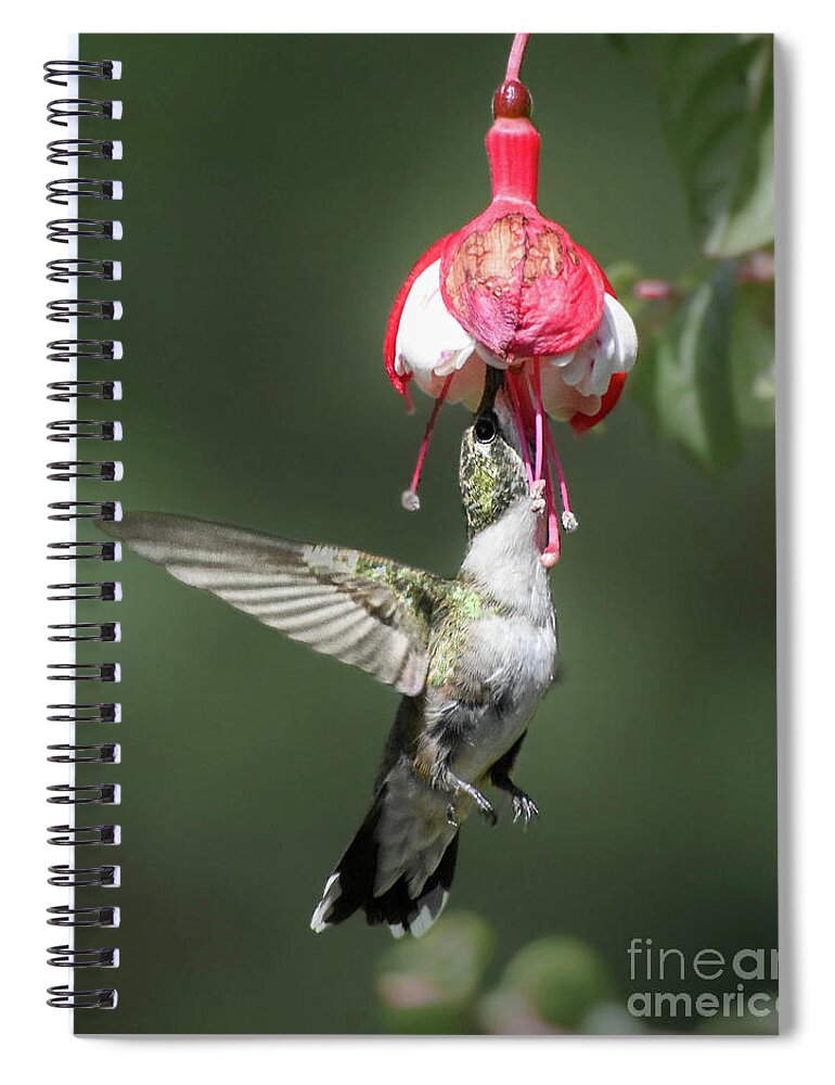 Ruby-throated Hummingbird Spiral Notebook featuring the photograph Favorite Flower by Amy Porter