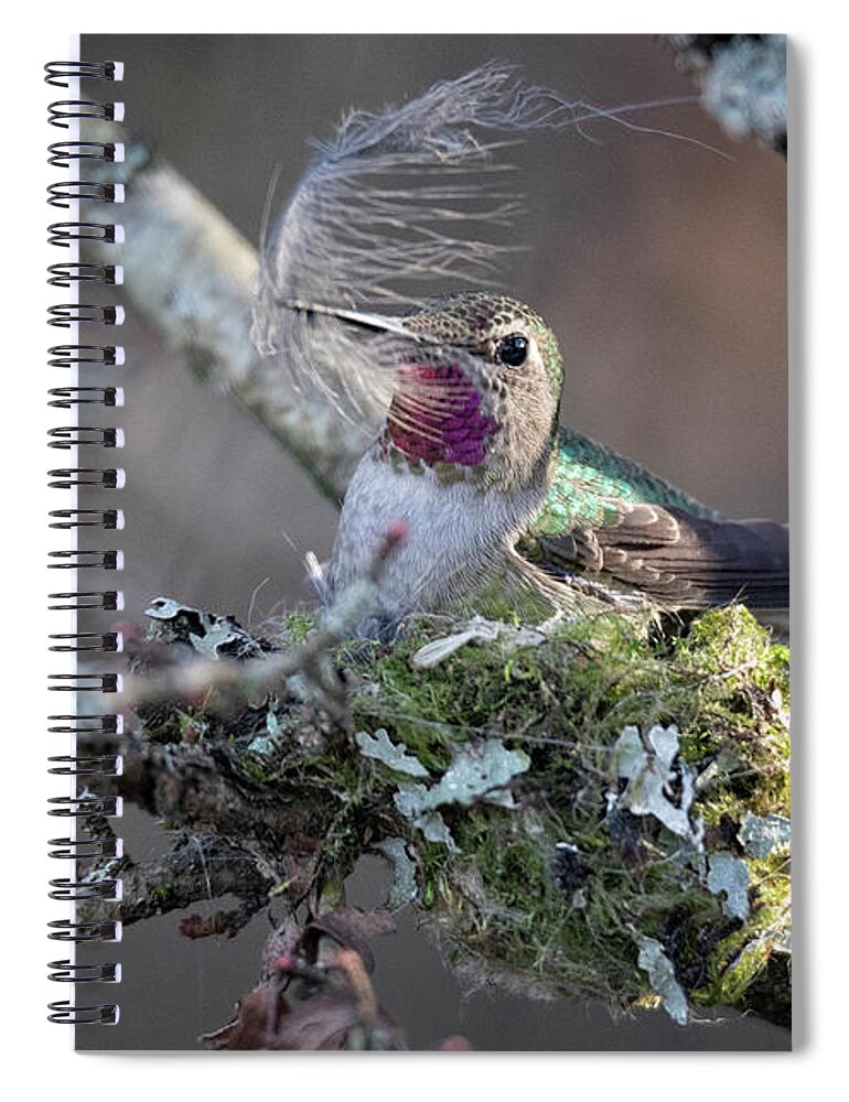 Anna's Hummingbird Spiral Notebook featuring the photograph Feather Bed by Randy Hall