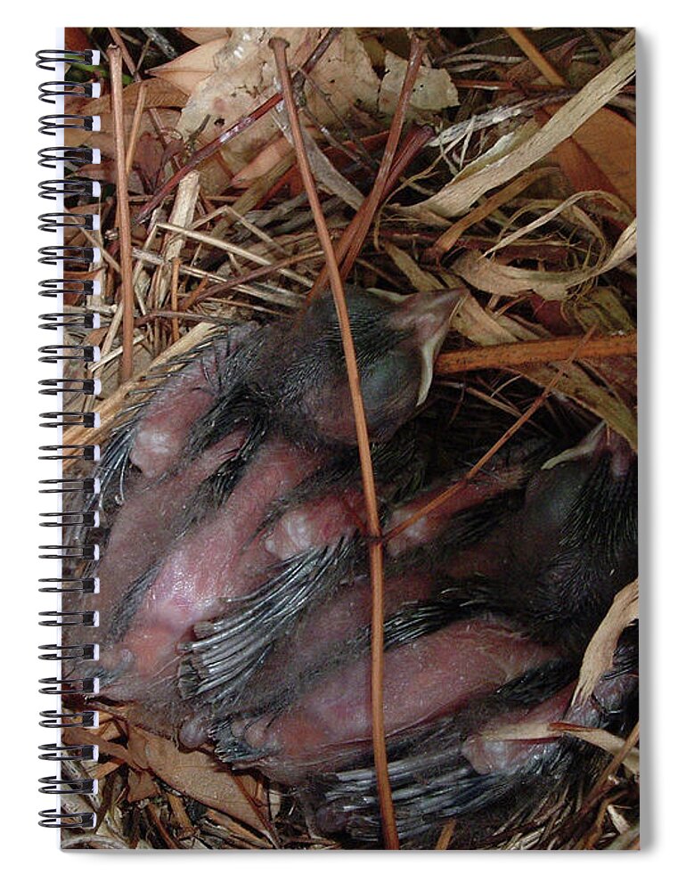 Bird Spiral Notebook featuring the photograph Feeling Underdressed by Belinda Landtroop