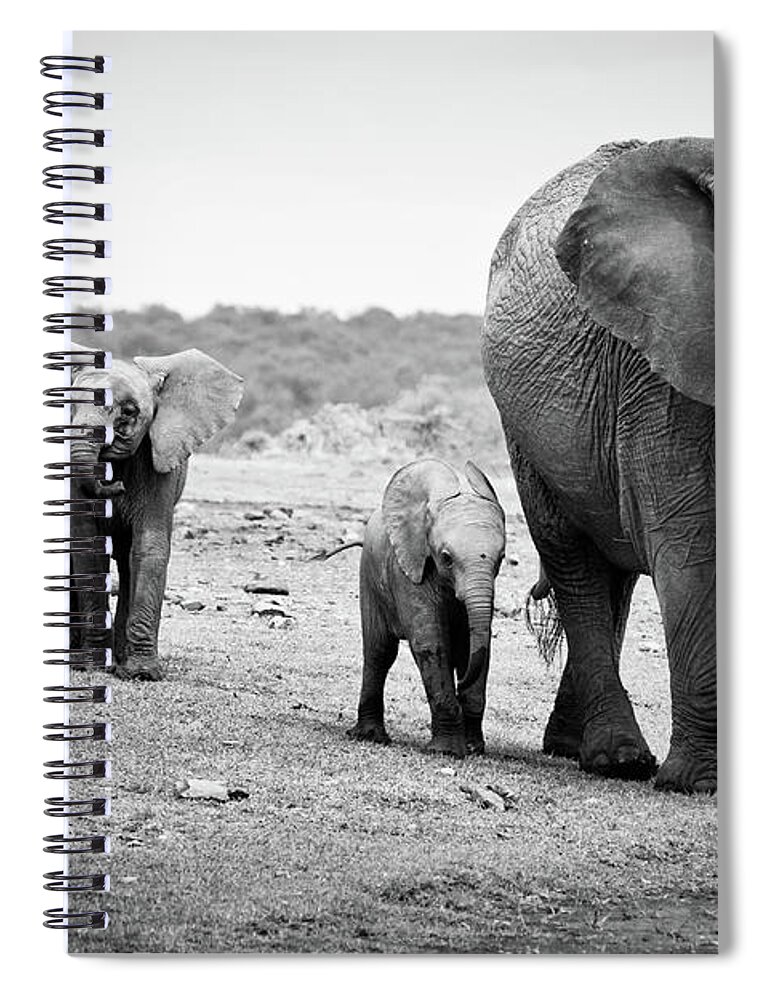 Kenya Spiral Notebook featuring the photograph Female African Elephant by Cedric Favero