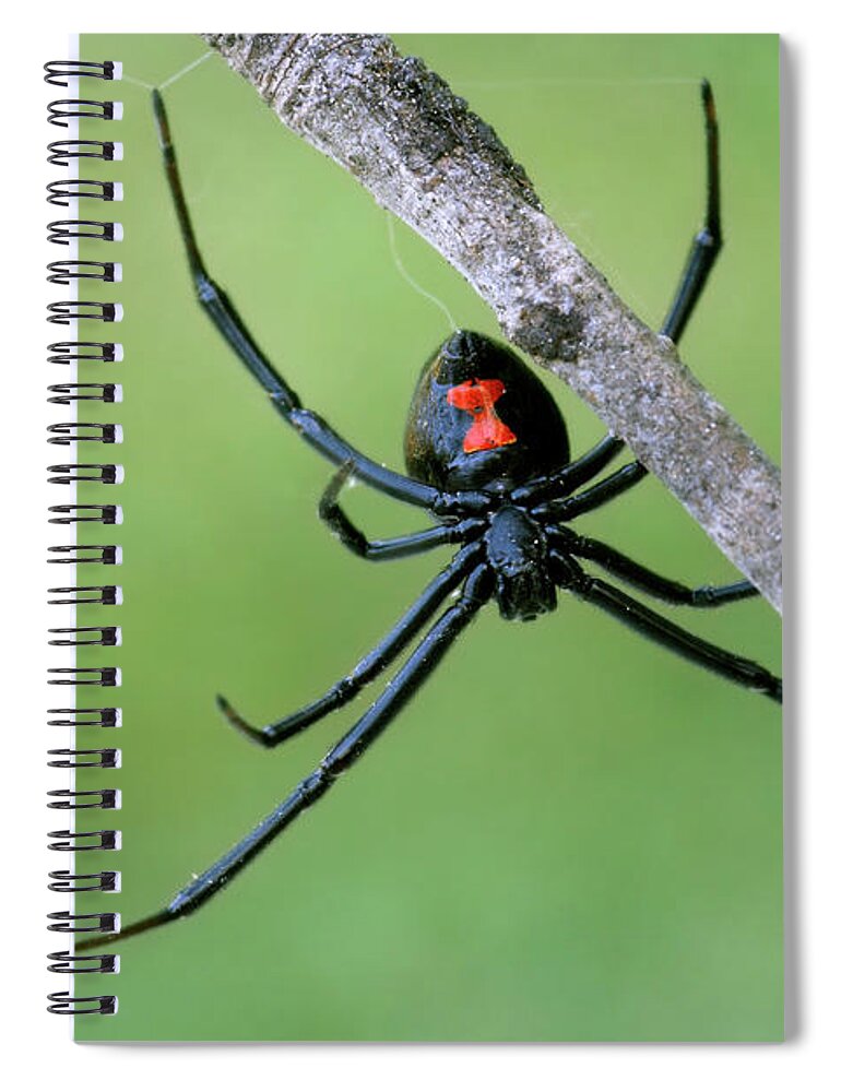 Spider Hoodie Black With Red Spiders -  Israel