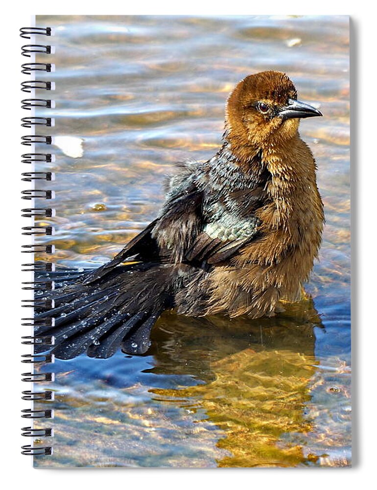 Grackle Spiral Notebook featuring the photograph Female Boat-tailed Grackle is Taking a Splash Bath by Lyuba Filatova