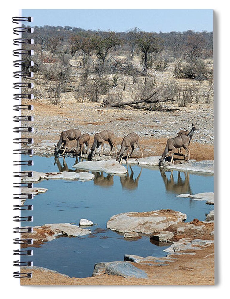 Risk Spiral Notebook featuring the photograph Female Kudu Tragelaphus Drinking From A by Mike Copeland