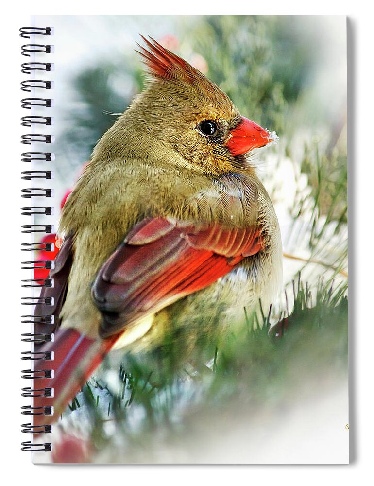 Bird Spiral Notebook featuring the photograph Female Northern Cardinal Square by Christina Rollo