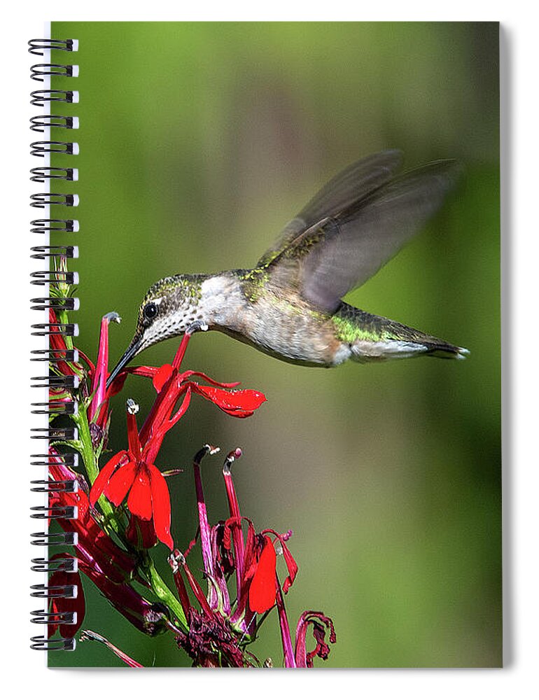 Nature Spiral Notebook featuring the photograph Female Ruby-throated Hummingbird DSB0319 by Gerry Gantt