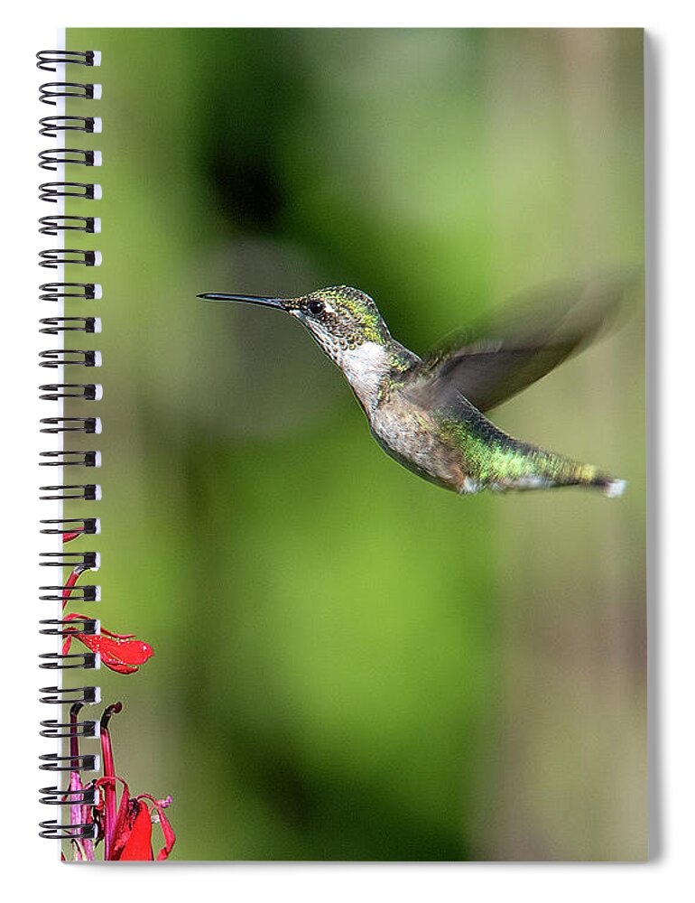Nature Spiral Notebook featuring the photograph Female Ruby-throated Hummingbird DSB0320 by Gerry Gantt