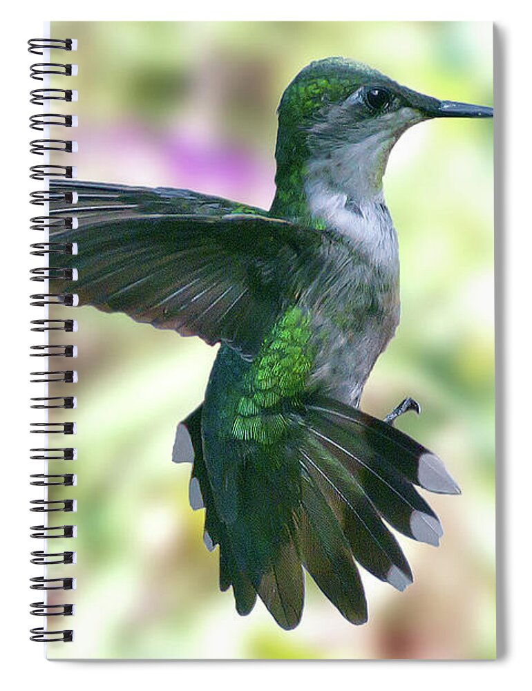 Hummingbird Spiral Notebook featuring the photograph Female Ruby-Throated Hummingbird by Michael Frank