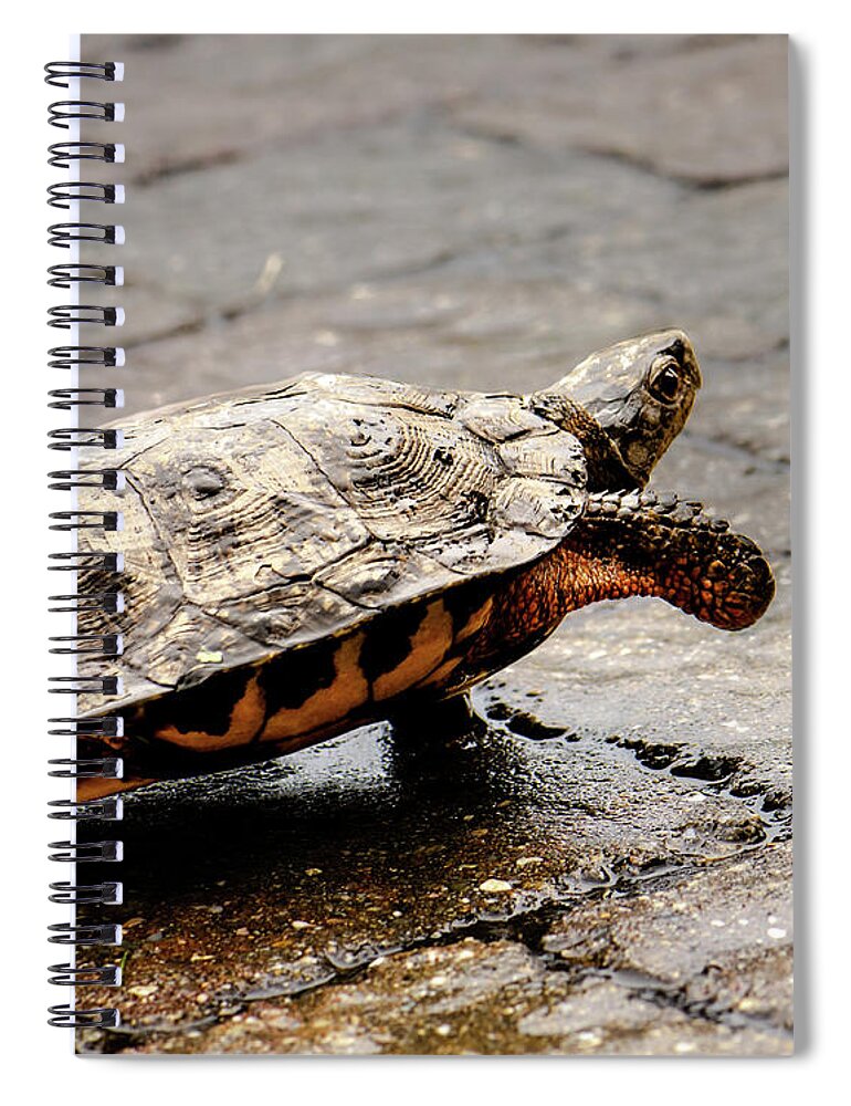 Wood Turtle Spiral Notebook featuring the photograph Female Wood Turtle by Amy Porter