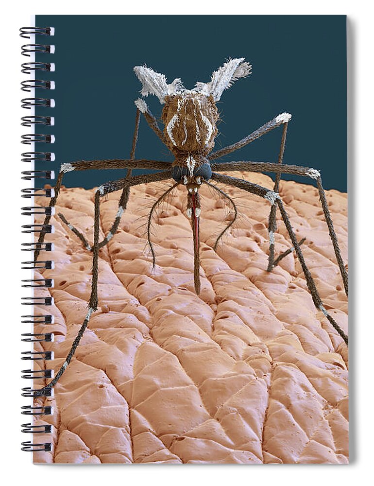 Aedes Spiral Notebook featuring the photograph Female Yellow Fever Mosquito, Sem by Eye Of Science
