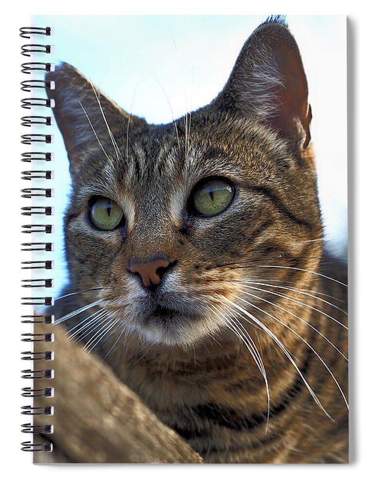 Animal Spiral Notebook featuring the photograph Fence Feline by Richard Thomas