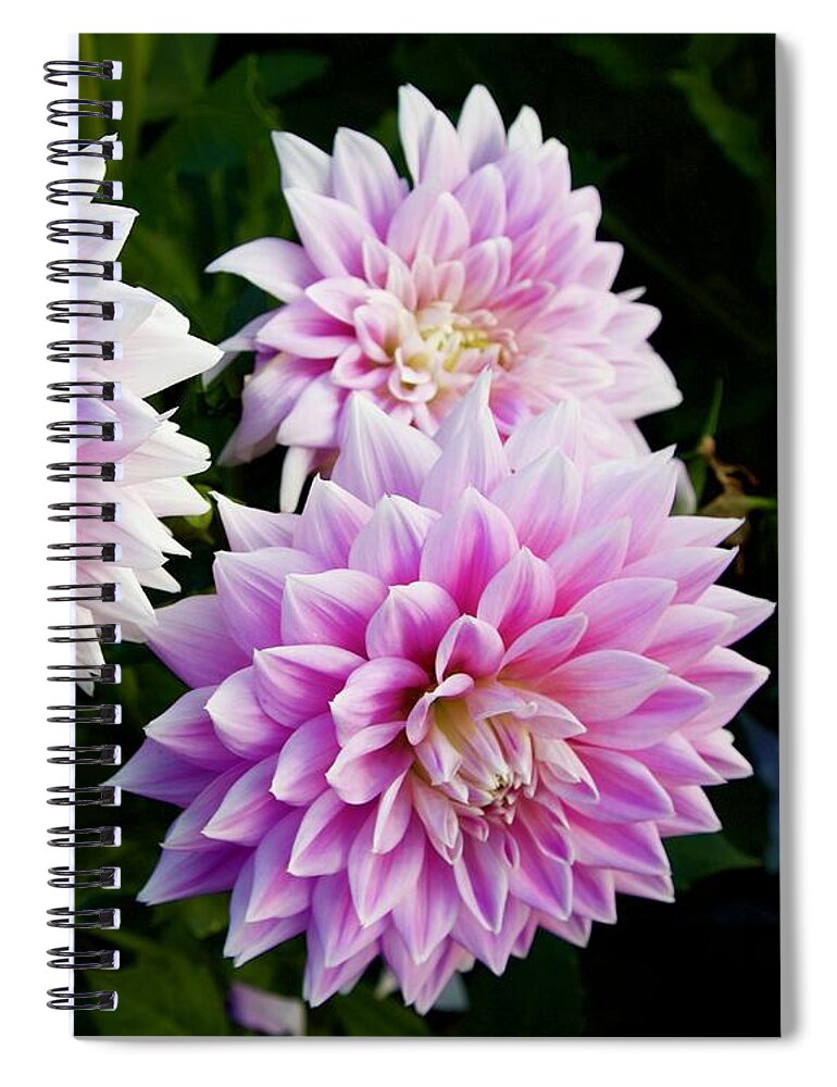 Dahlia Spiral Notebook featuring the photograph Ferncliff Inspiration Trio by Todd Kreuter