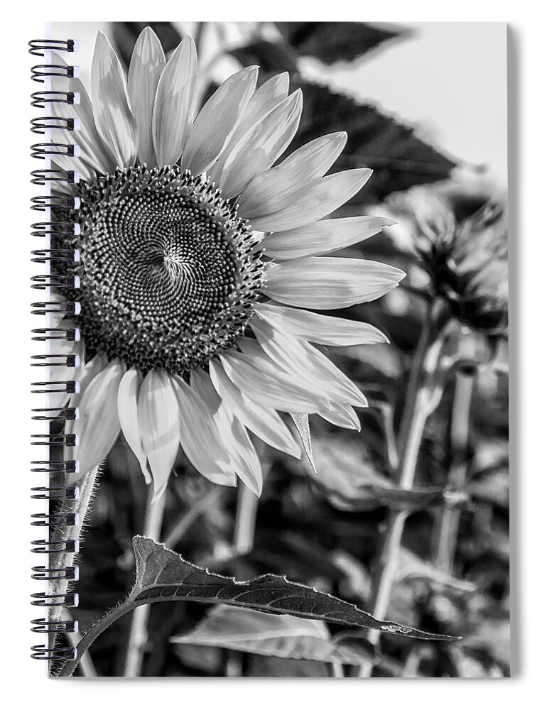 Flower Spiral Notebook featuring the photograph Field of Flowers by Ray Silva