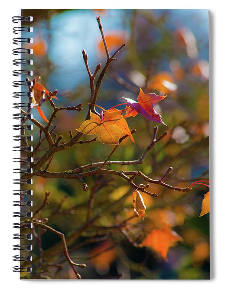 Fall Leaves Spiral Notebook featuring the photograph Fiery Autumn by Bonnie Bruno