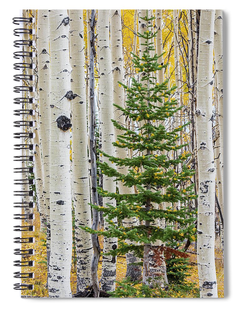 Jeff Foott Spiral Notebook featuring the photograph Fir Sapling In Quaking Aspen Forest by Jeff Foott