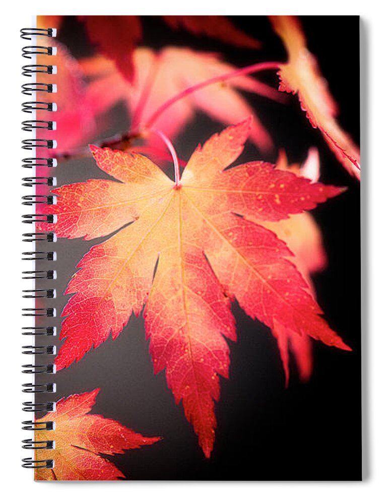 Autumn Spiral Notebook featuring the photograph Fire Leaves by Philippe Sainte-Laudy