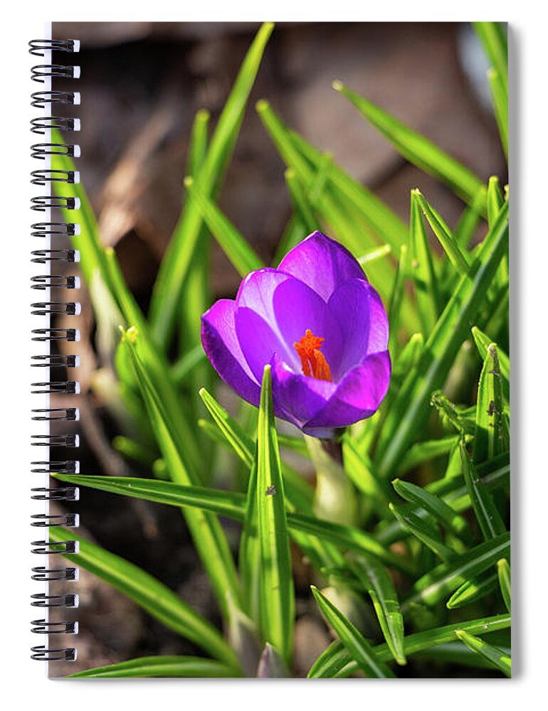 Croci Spiral Notebook featuring the photograph First Crocus of 2019 by Jeff Severson