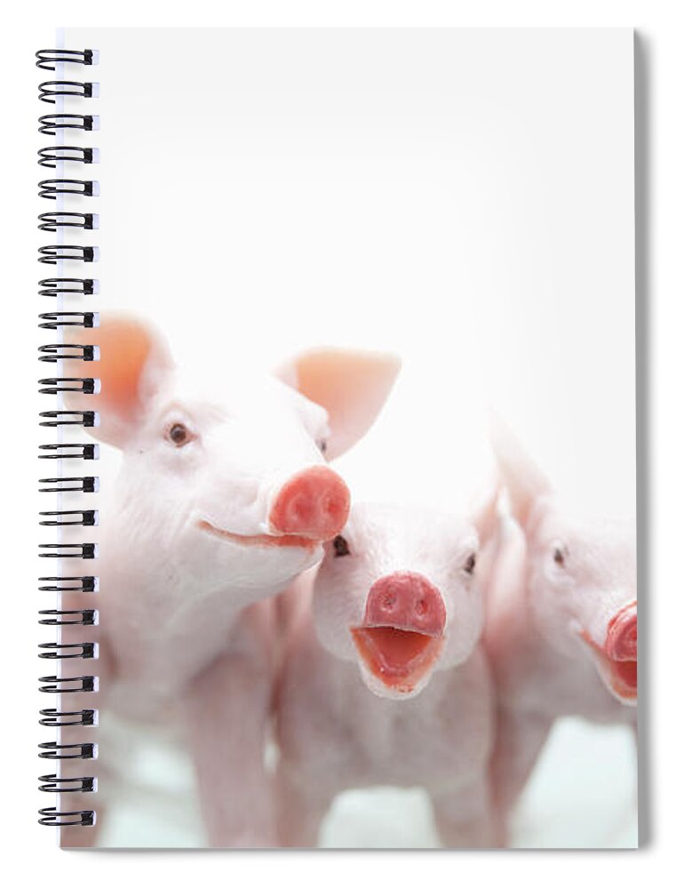 Pig Spiral Notebook featuring the photograph Five Toy Pigs Are Annoying by Yasuhide Fumoto