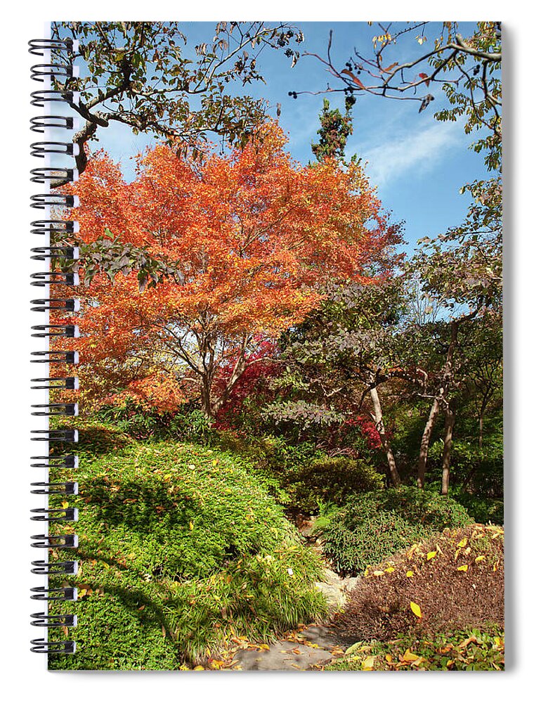 Jenny Rainbow Fine Art Photography Spiral Notebook featuring the photograph Flaming Fall Acer Tree of Japanese Garden by Jenny Rainbow