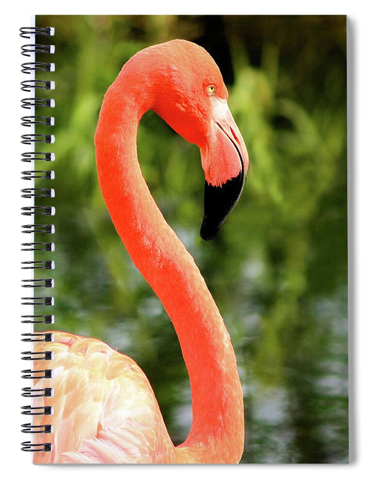 Animals Spiral Notebook featuring the photograph Flamingo by Elaine Manley