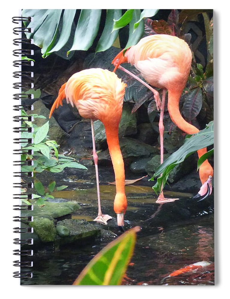 Flamingo Spiral Notebook featuring the photograph Flamingos by Charles Robinson