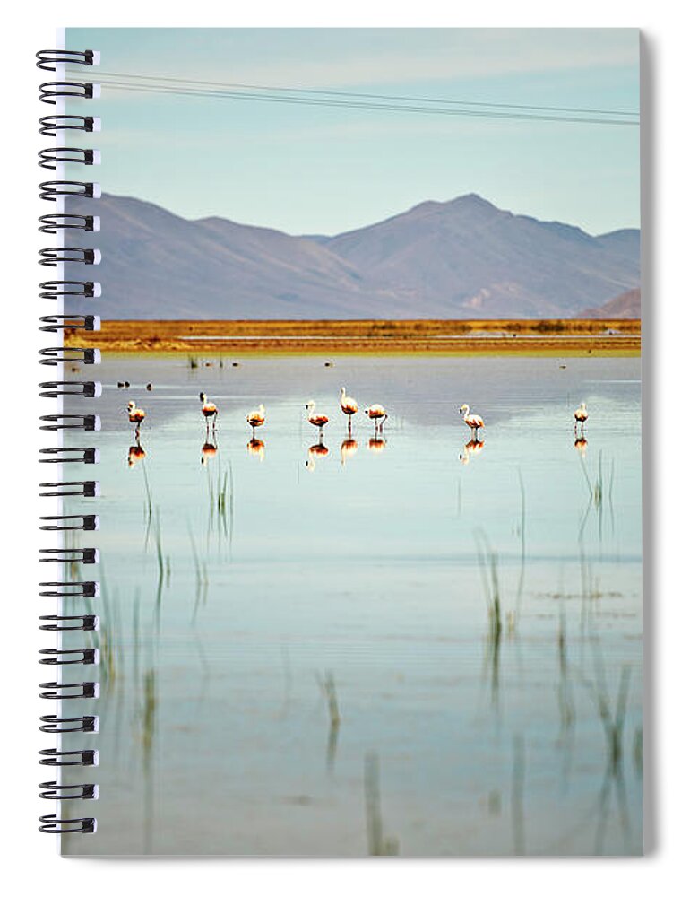 Tranquility Spiral Notebook featuring the photograph Flamingos In Water By Mountain Range by James Morgan