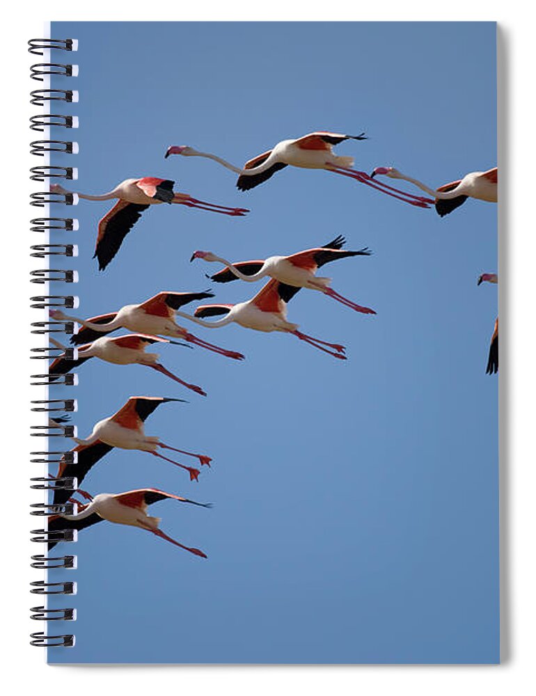 Skeleton Coast Spiral Notebook featuring the photograph Flamingos, Skeleton Coast, Namibia by Paul Souders